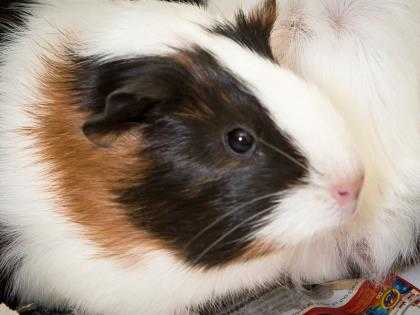 Adopt Chili a Black Guinea Pig / Mixed small animal in Longmont, CO (24693490)