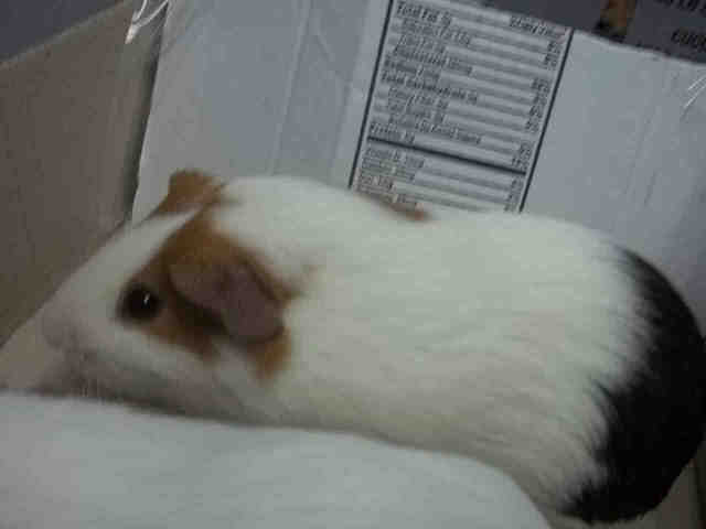 Adopt OLSEN a Guinea Pig