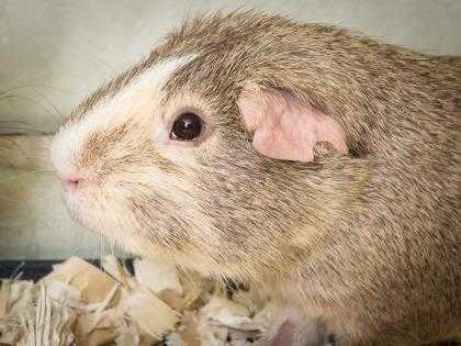 Adopt Chocolate a Silver or Gray Guinea Pig / Guinea Pig / Mixed small animal in