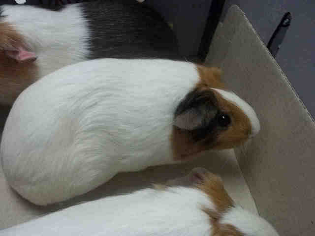 Adopt STEVIA a Guinea Pig