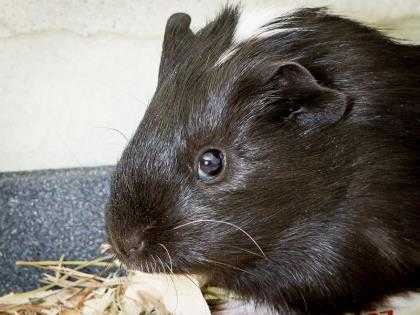 Adopt Boz a Black Guinea Pig / Mixed small animal in Longmont, CO (24693491)