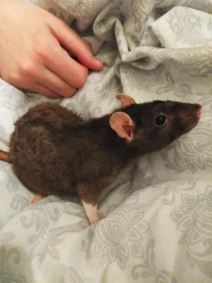 Adopt My Sharona a Rat