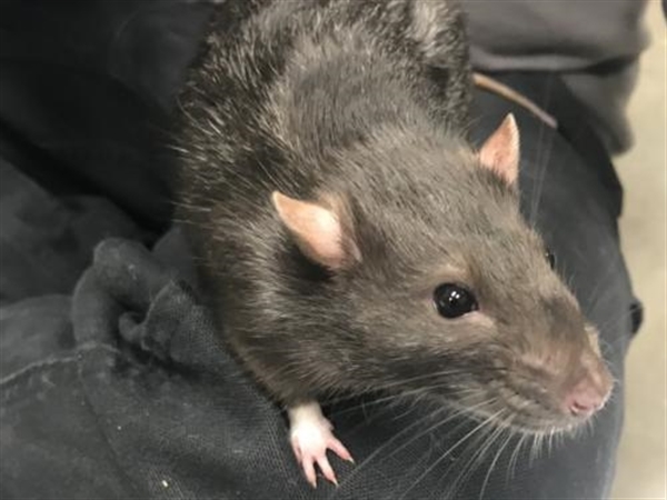 Adopt Remy a Rat
