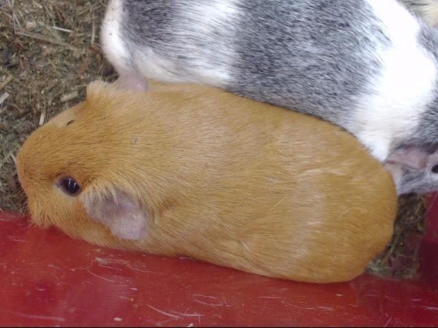 Adopt BUFFY a Guinea Pig
