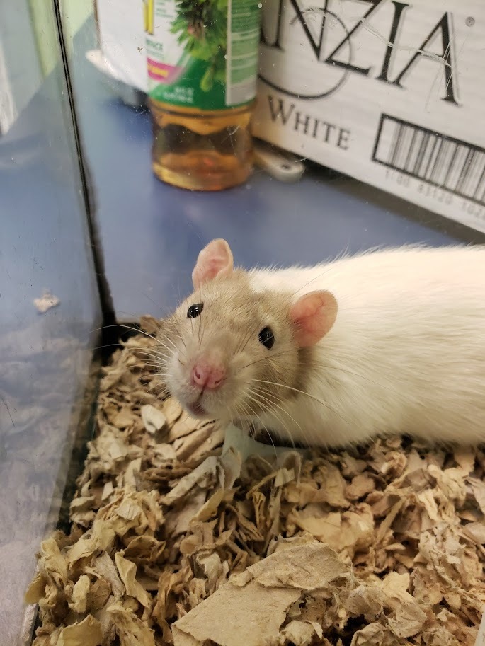 Adopt Remi a Rat