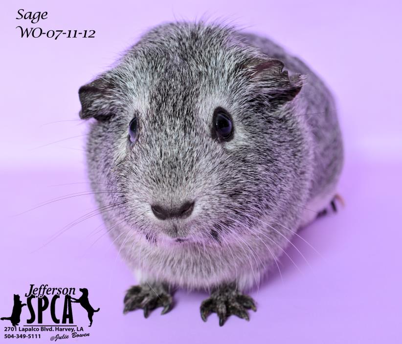 Adopt Sage at Jefferson Feed on Veterans a Guinea Pig