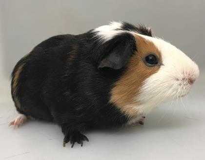Adopt Bob a Black Guinea Pig / Guinea Pig / Mixed small animal in Caldwell