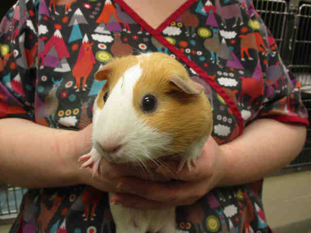 Adopt CASTLE a Guinea Pig