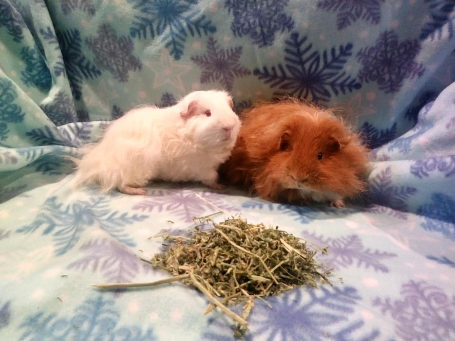 Adopt Ghost and Komodo a Guinea Pig, Teddy