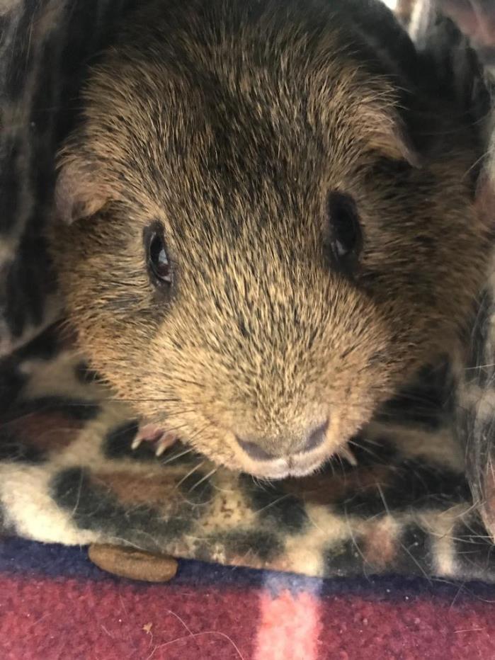 Adopt Mr. Biscuit a Guinea Pig small animal in Logan, UT (24720432)