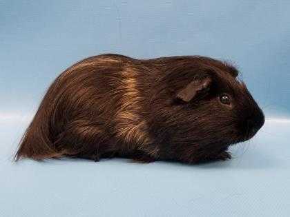 Adopt Guinness a Black Guinea Pig / Mixed small animal in Woodbury