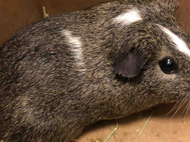 Adopt PEANUT a Brown or Chocolate Guinea Pig / Mixed small animal in Upper