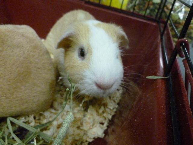 Adopt James Blonde a Guinea Pig small animal in Lawrenceville, NJ (24719589)