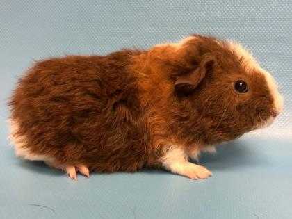 Adopt Scruffy a Brown or Chocolate Guinea Pig / Mixed small animal in Woodbury