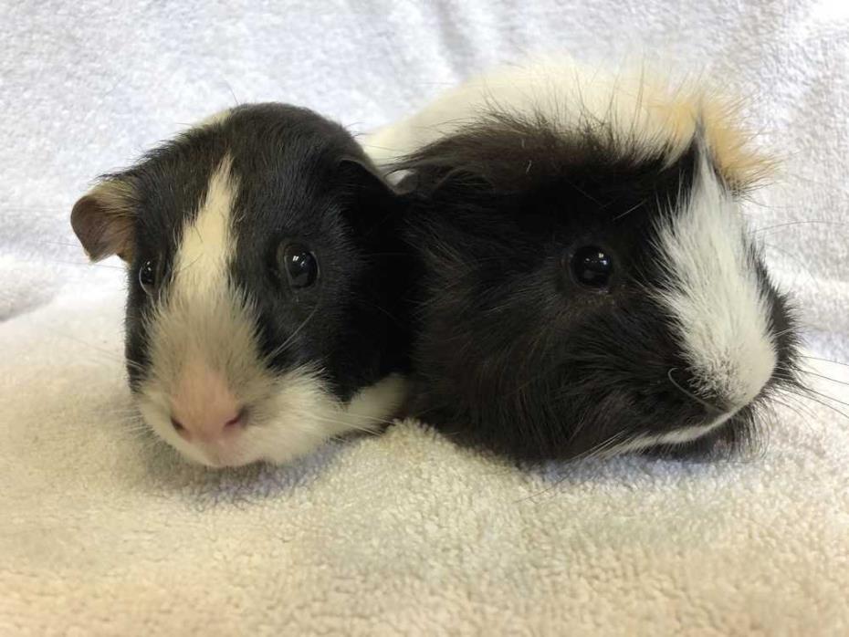 Adopt Odji (bonded to Rekia) a Guinea Pig small animal in Imperial Beach