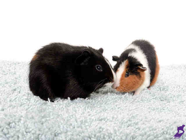 Adopt TANNER a Guinea Pig
