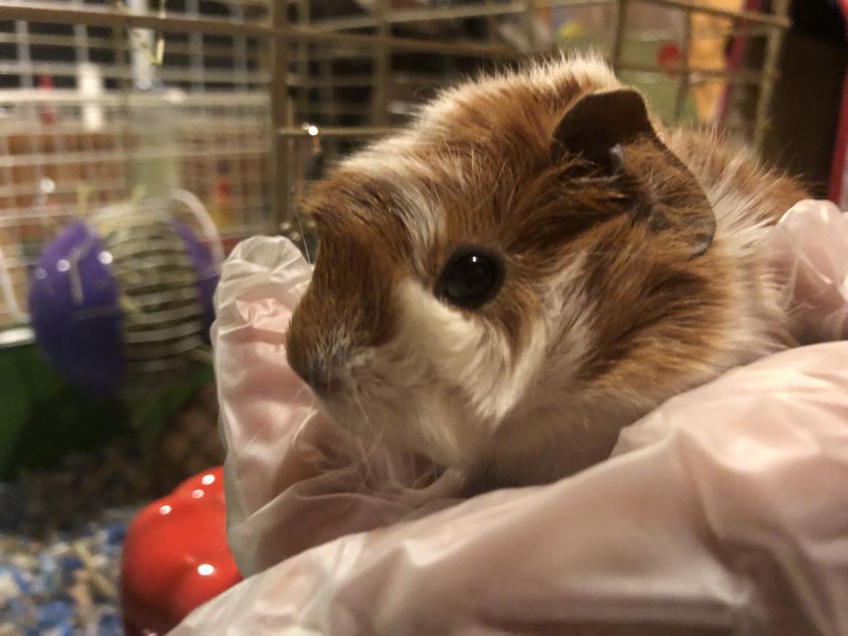 Adopt Bourbon a Guinea Pig