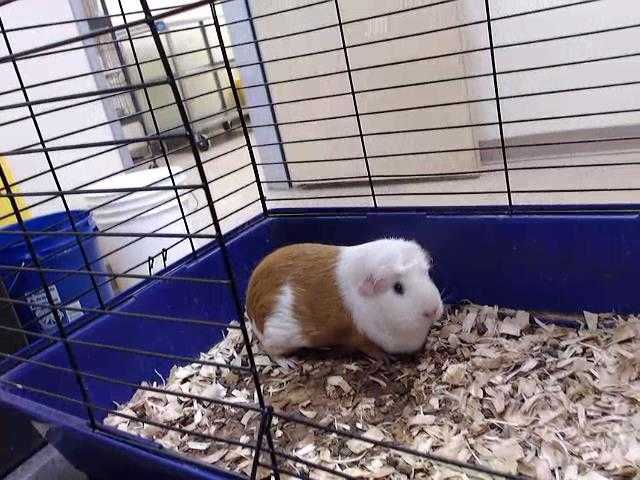 Adopt a White Guinea Pig / Mixed small animal in Palmer, AK (24714789)