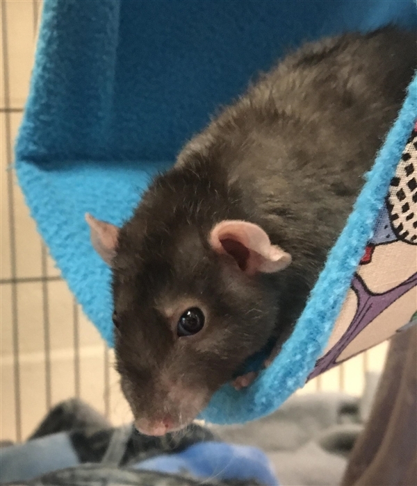 Adopt Pollux- Adoption Pending a Rat