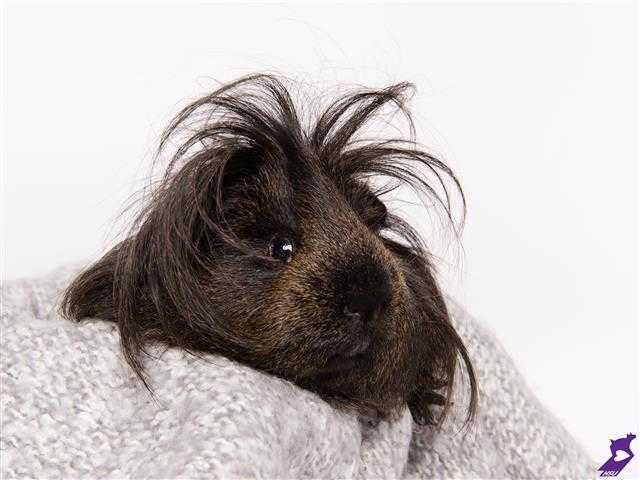 Adopt BEAR a Black Guinea Pig / Mixed small animal in Murray, UT (24716000)
