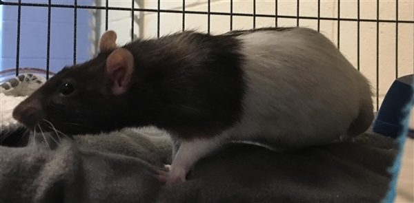 Adopt Castor- Adoption Pending a Rat