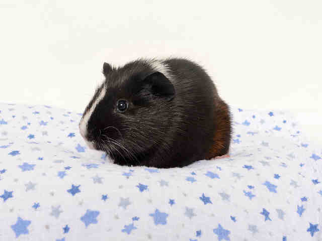 Adopt JERSEY a Guinea Pig