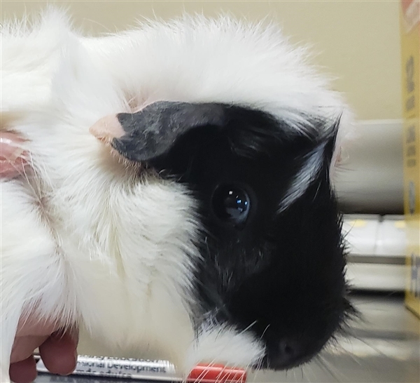 Adopt Fluffy a Guinea Pig