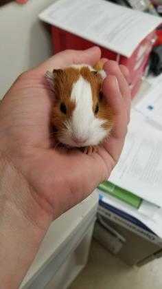 Adopt Moto a Buff Guinea Pig / Guinea Pig / Mixed small animal in Irving