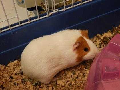 Adopt Su a White Guinea Pig / Mixed small animal in Watertown, WI (20516838)
