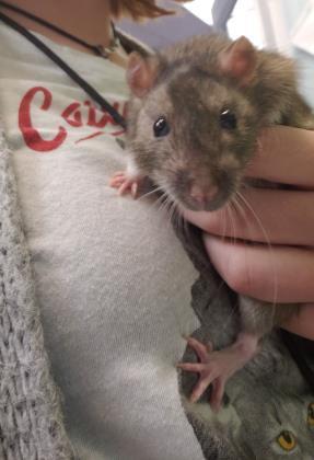 Adopt Roddy a Rat