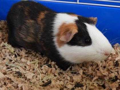 Adopt Melvin a White Guinea Pig / Mixed small animal in Watertown, WI (20516841)