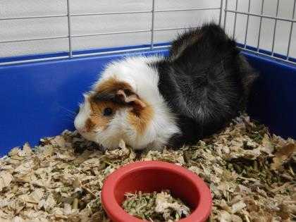 Adopt Mushu a White Guinea Pig / Mixed small animal in Watertown, WI (20516862)