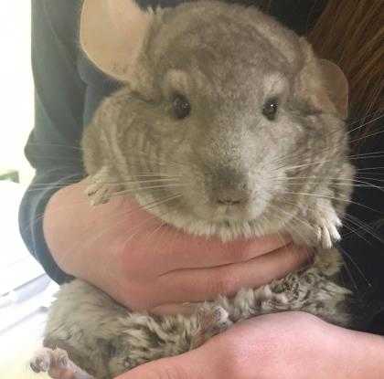 Adopt Teddy Roosevelt a Brown or Chocolate Chinchilla / Mixed small animal in
