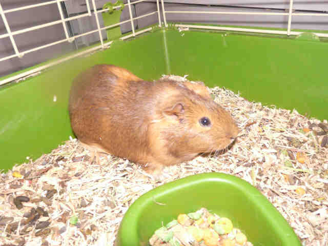 Adopt BEAN a Tan or Beige Guinea Pig / Mixed small animal in Denver