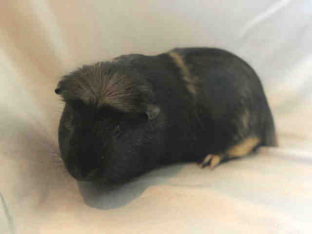 Adopt SQUID a Black Guinea Pig / Mixed small animal in Urbana, IL (25004376)