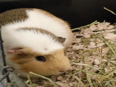 Adopt A1902151 a Guinea Pig