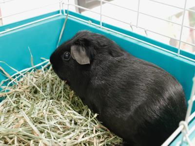 Adopt A1901660 a Guinea Pig