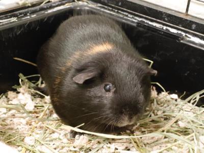 Adopt A1902152 a Guinea Pig