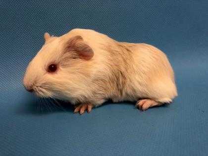 Adopt Whitie a White Guinea Pig / Mixed small animal in Woodbury, MN (24858195)