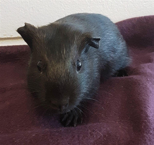 Adopt Hershey a Guinea Pig