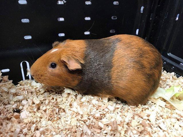 Adopt Coco a Guinea Pig