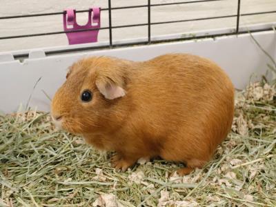Adopt A1901123 a Guinea Pig