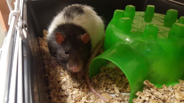 Adopt CHUBBY a Rat