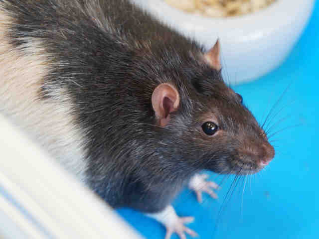 Adopt FREDDIE RAT a Rat