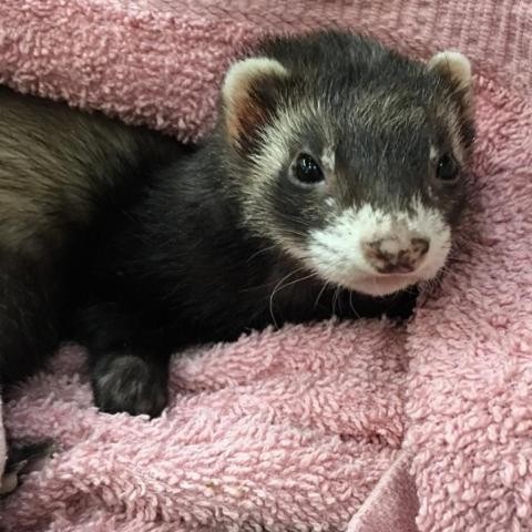 Adopt Nibbles a Ferret small animal in Lake Panasoffkee, FL (25007104)