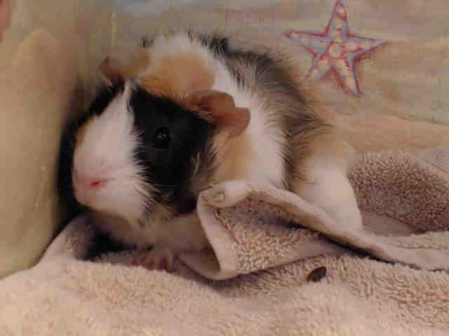 Adopt WILDSTYLE a Guinea Pig