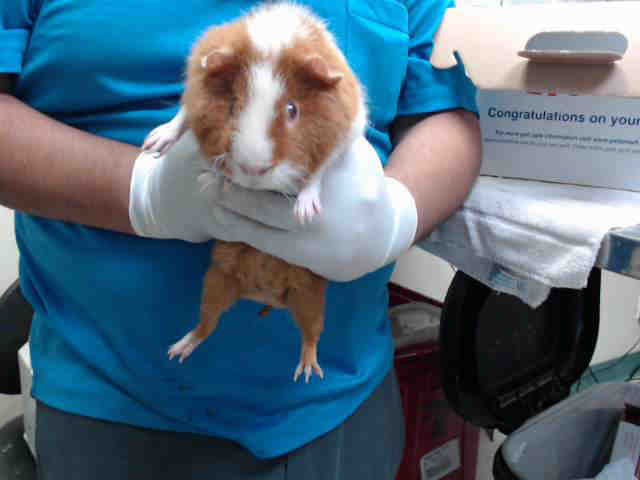 Adopt COOKIE a Brown or Chocolate Guinea Pig / Mixed small animal in Pasadena