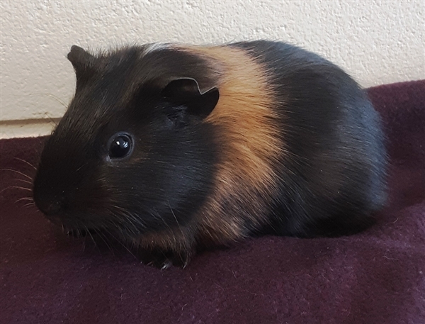 Adopt Chocolate a Guinea Pig