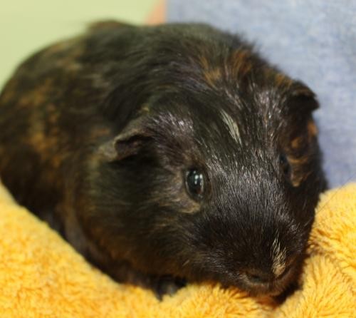 Adopt Charlie 28689 a Black Guinea Pig (medium coat) small animal in Prattville