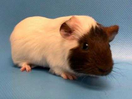 Adopt Bandit a White Guinea Pig / Mixed small animal in Woodbury, MN (24858192)